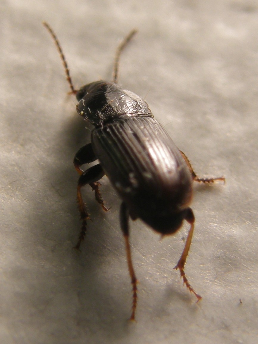 Harpalus pygmaeus