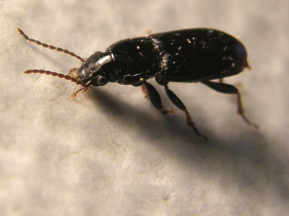 Harpalus pygmaeus