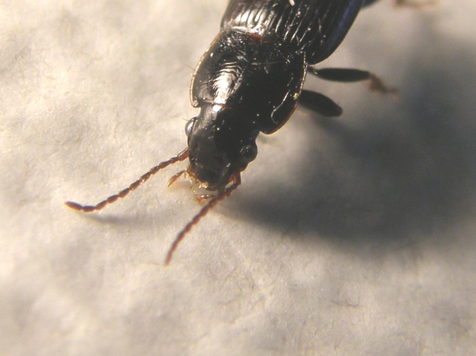 Harpalus pygmaeus