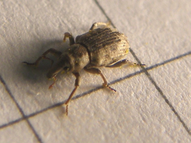 Piccolissimo Curculionidae - Lissorhoptrus oryzophilus