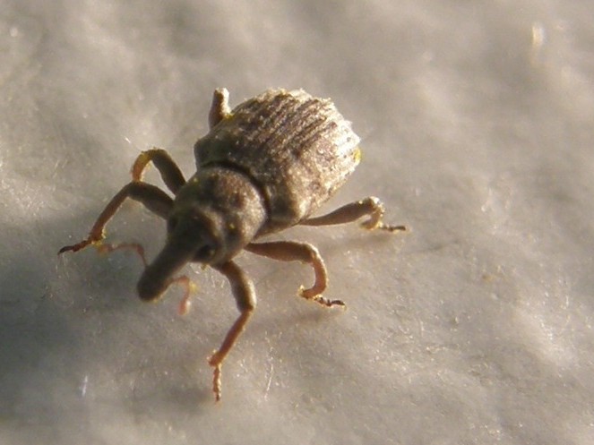 Piccolissimo Curculionidae - Lissorhoptrus oryzophilus