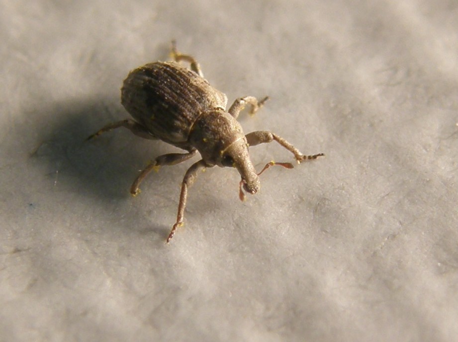 Piccolissimo Curculionidae - Lissorhoptrus oryzophilus