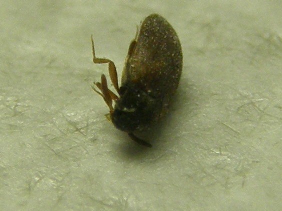 Dermestidae: Attagenus sp.  (cfr. A. brunneus)