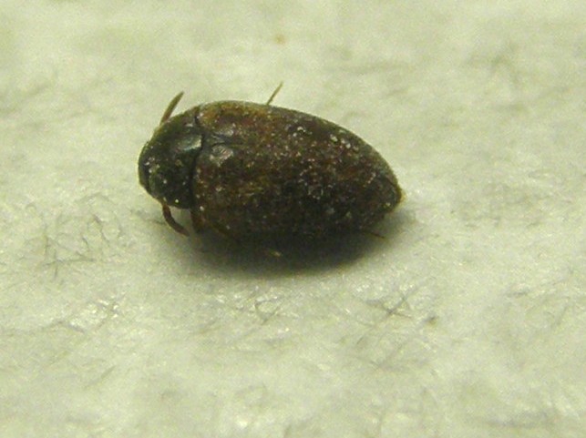 Dermestidae: Attagenus sp.  (cfr. A. brunneus)