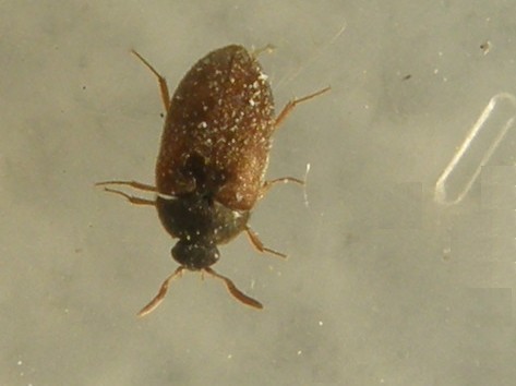 Dermestidae: Attagenus sp.  (cfr. A. brunneus)