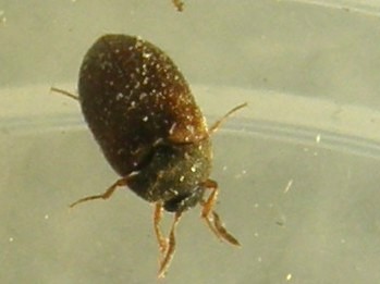 Dermestidae: Attagenus sp.  (cfr. A. brunneus)