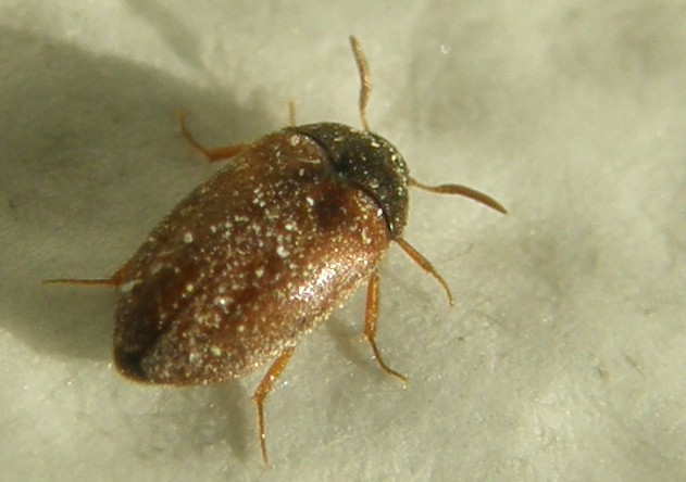 Dermestidae: Attagenus sp.  (cfr. A. brunneus)