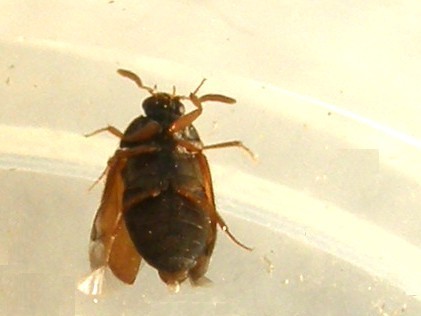 Dermestidae: Attagenus sp.  (cfr. A. brunneus)