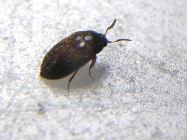 Dermestidae: Attagenus sp.  (cfr. A. brunneus)