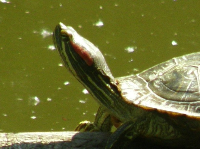 Trachemis