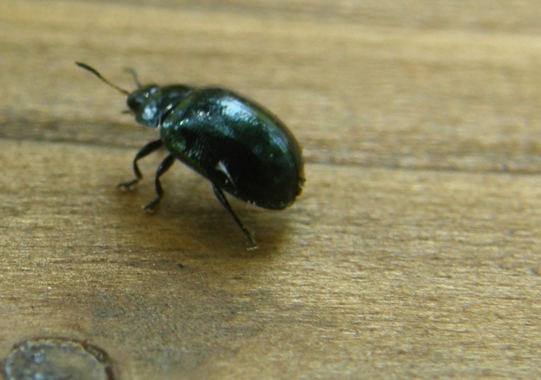 Molto molto piccolo e scuro: Plagiodera versicolora ?