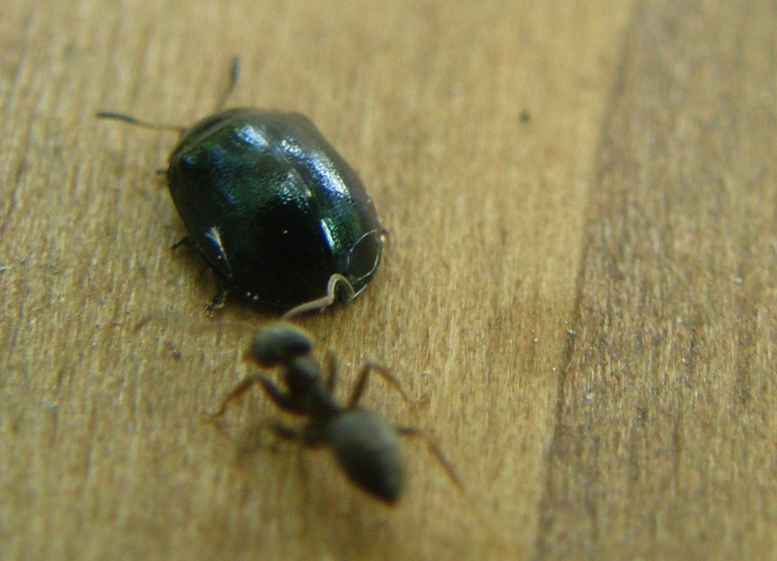 Molto molto piccolo e scuro: Plagiodera versicolora ?