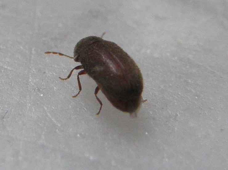 Altro piccolino da identificare- Oligomerus ptilinoides (cf)