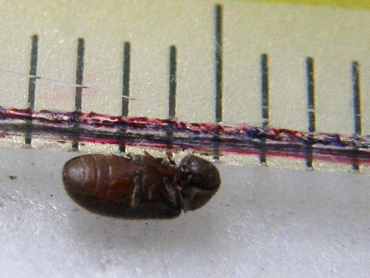 Altro piccolino da identificare- Oligomerus ptilinoides (cf)