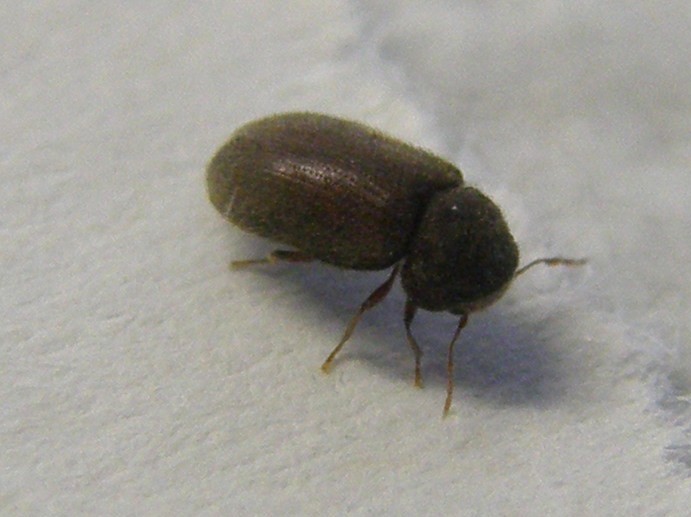 Altro piccolino da identificare- Oligomerus ptilinoides (cf)