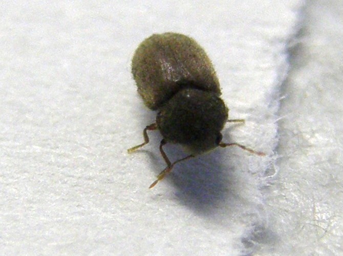 Altro piccolino da identificare- Oligomerus ptilinoides (cf)