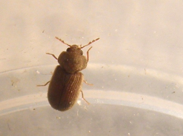 Altro piccolino da identificare- Oligomerus ptilinoides (cf)