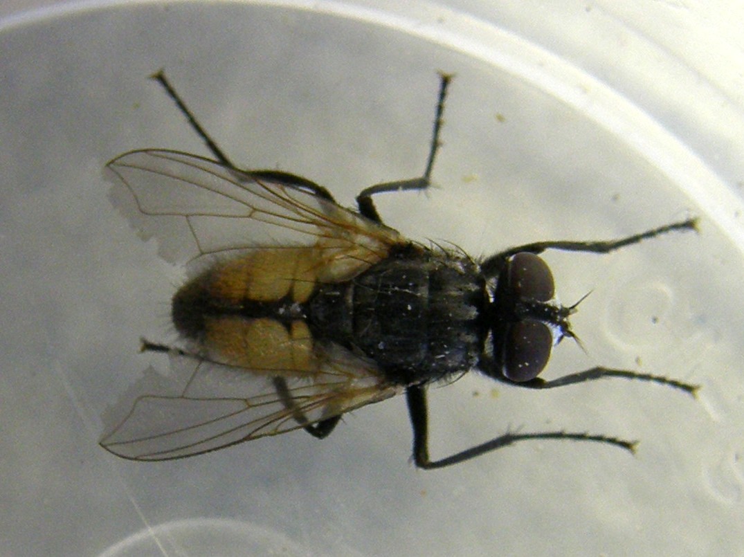 Musca domestica