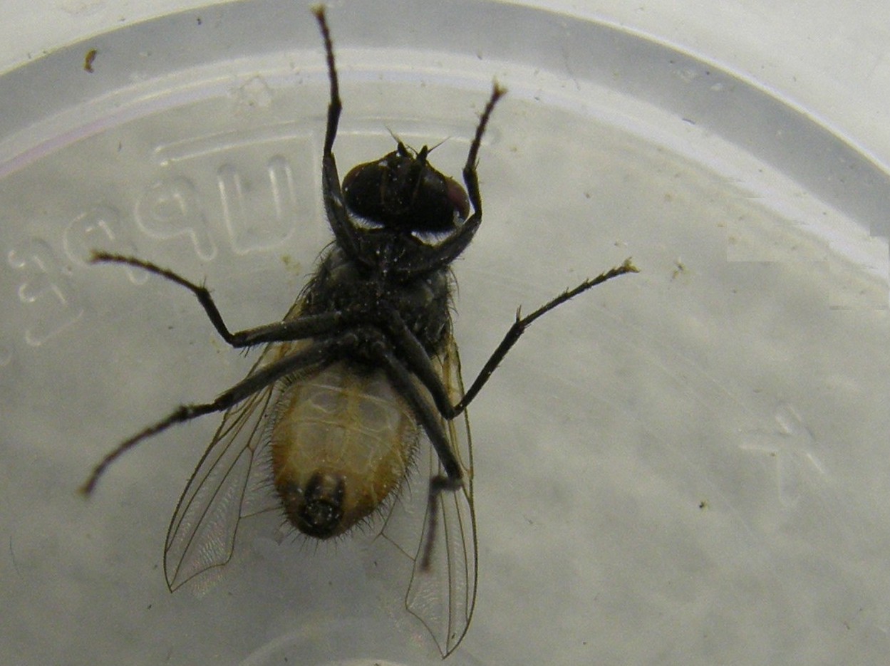 Musca domestica