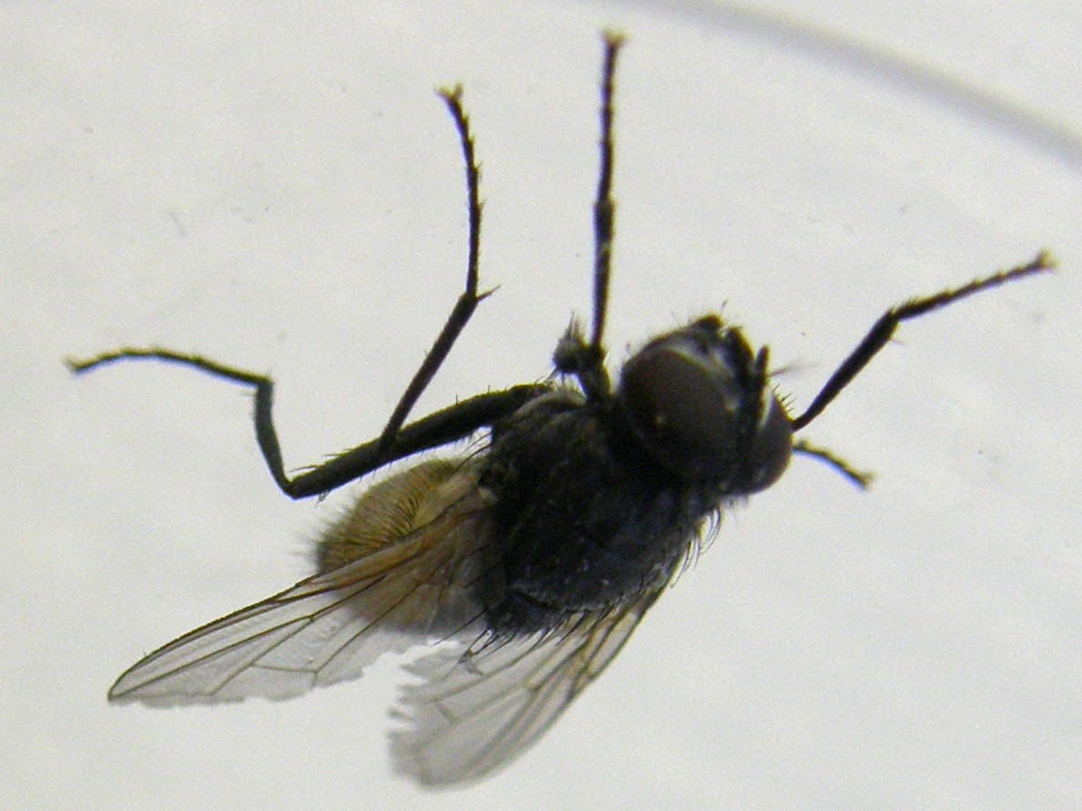 Musca domestica