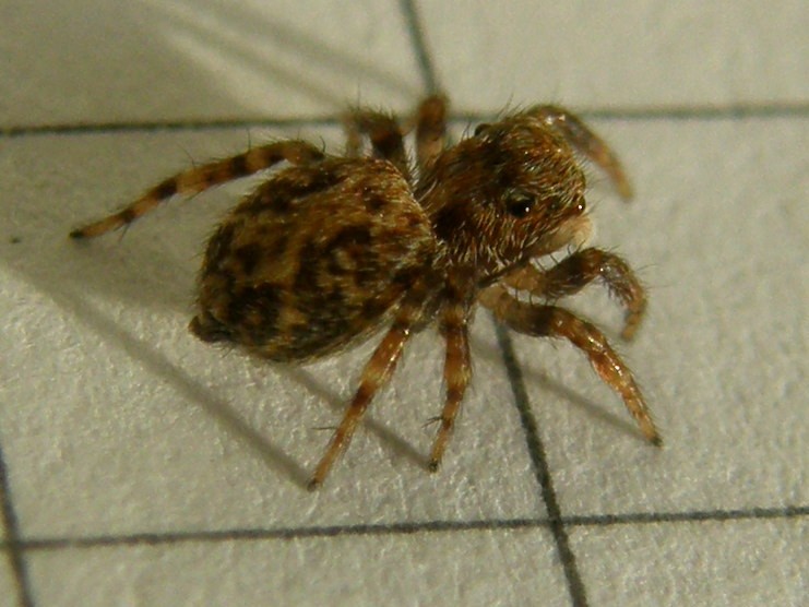 Pseudeuophrys vafra - Milano (MI)