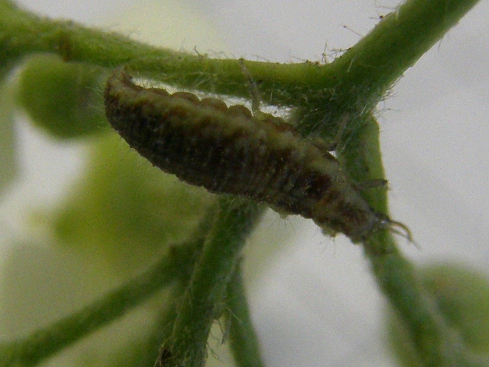 Larva di Chrysoperla