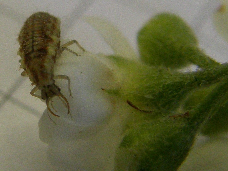 Larva di Chrysoperla