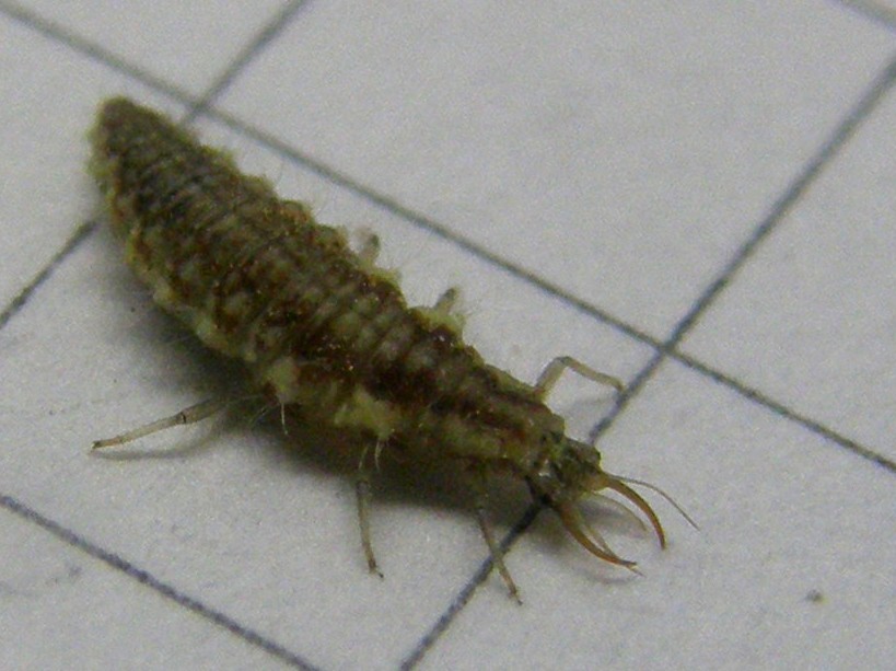 Larva di Chrysoperla