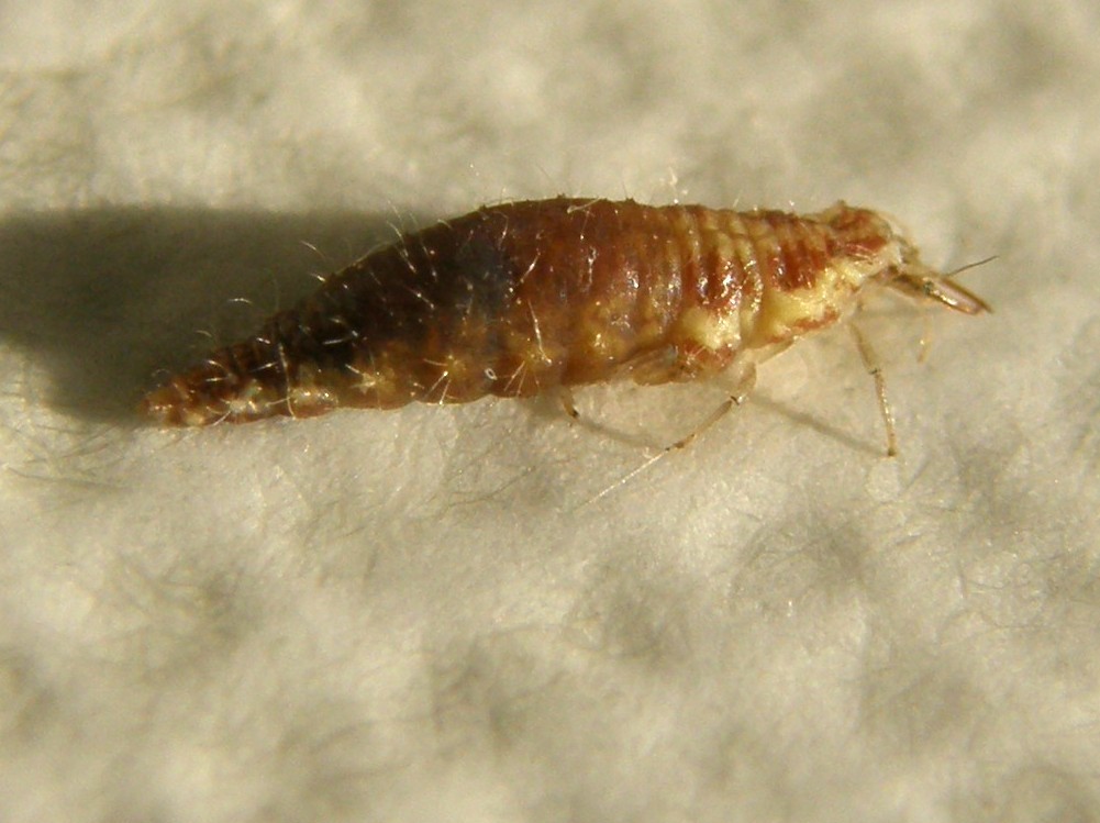 Larva di Chrysoperla