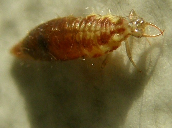 Larva di Chrysoperla