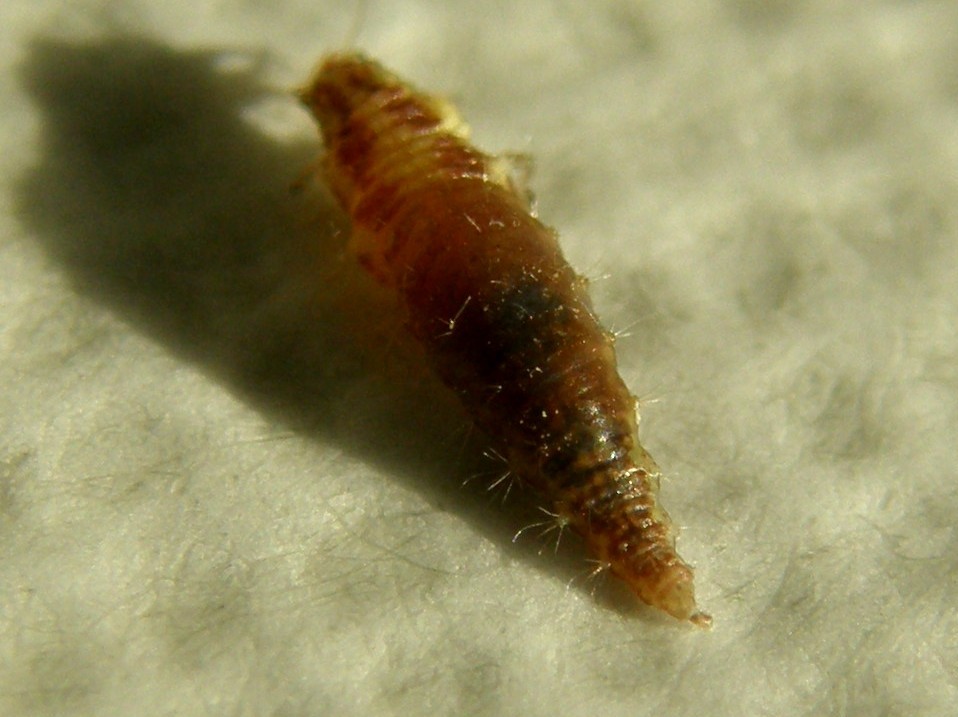 Larva di Chrysoperla