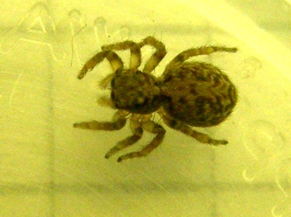 Pseudeuophrys vafra - Milano (MI)