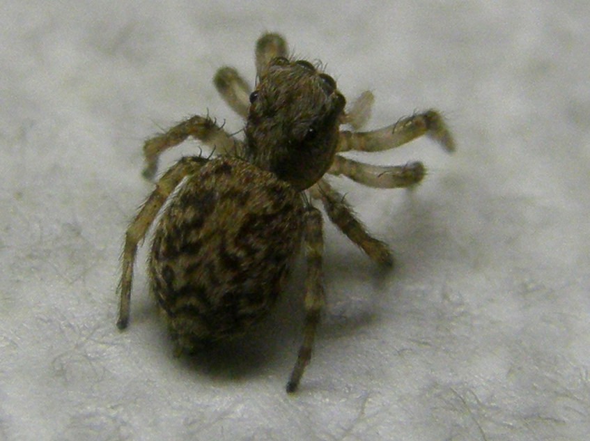 Pseudeuophrys vafra - Milano (MI)