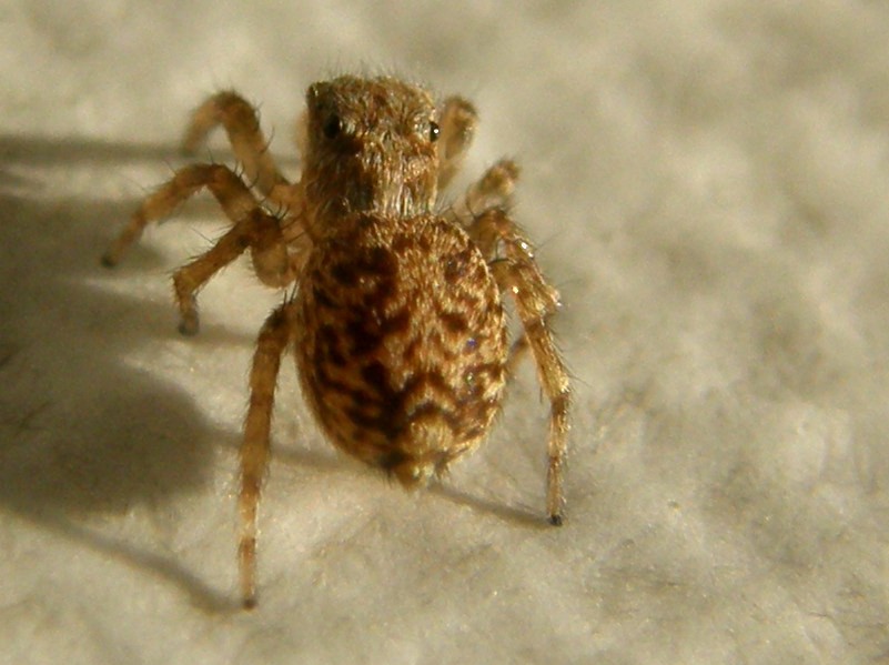 Pseudeuophrys vafra - Milano (MI)