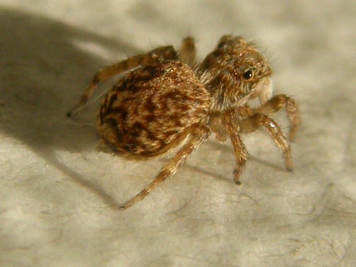 Pseudeuophrys vafra - Milano (MI)