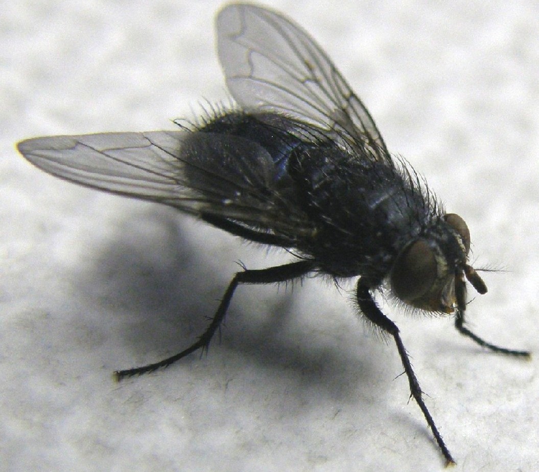 Mosca