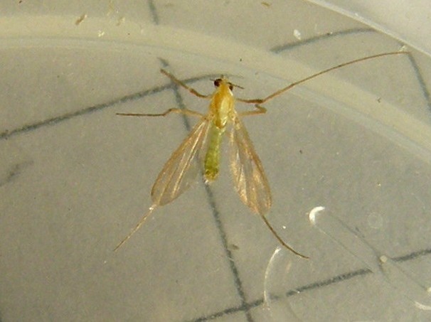 Chirodomidae (d''ambo i sessi)