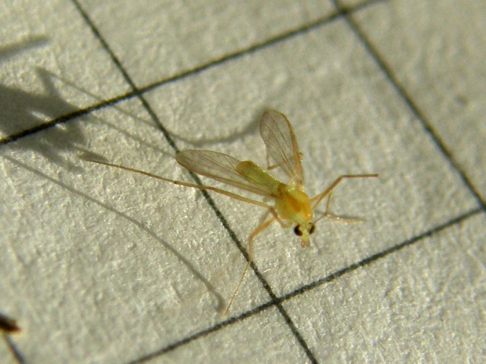 Chirodomidae (d''ambo i sessi)