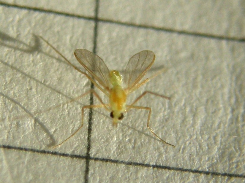 Chirodomidae (d''ambo i sessi)