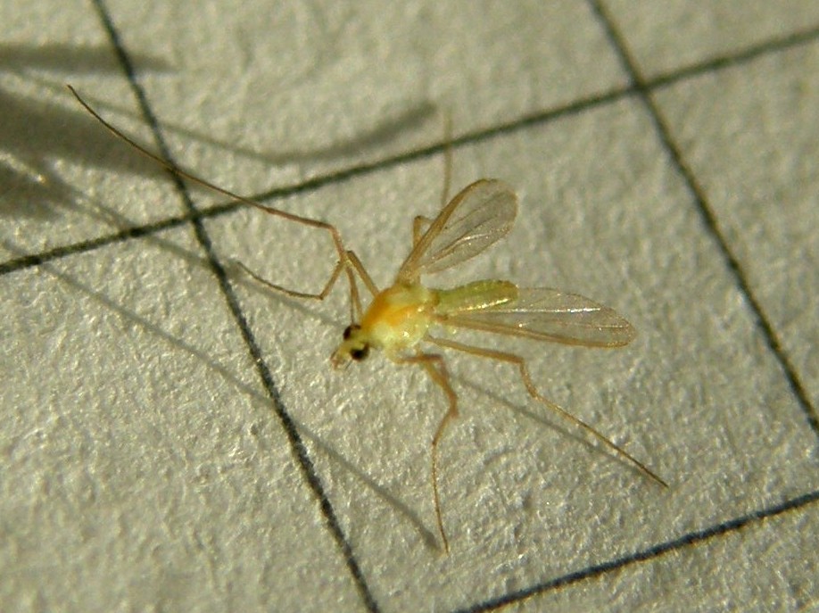 Chirodomidae (d''ambo i sessi)