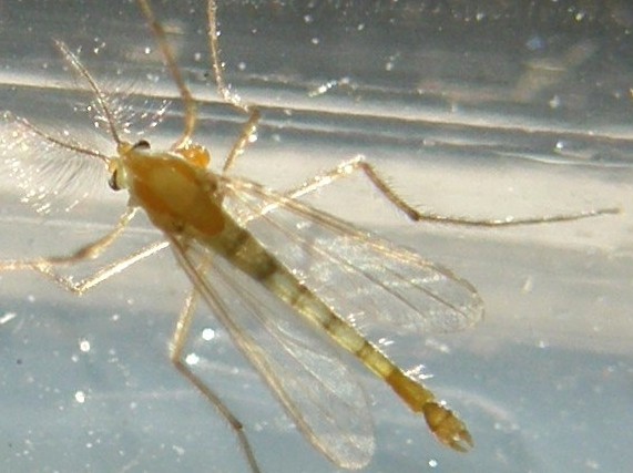 Chirodomidae (d''ambo i sessi)