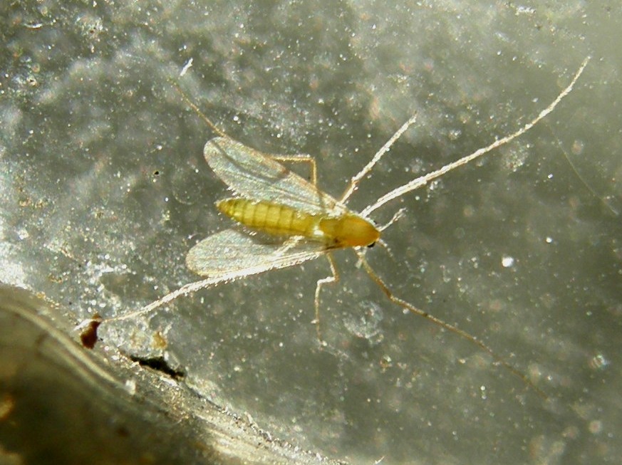 Chirodomidae (d''ambo i sessi)