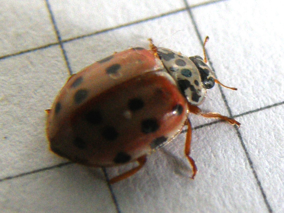 Harmonia quadripunctata