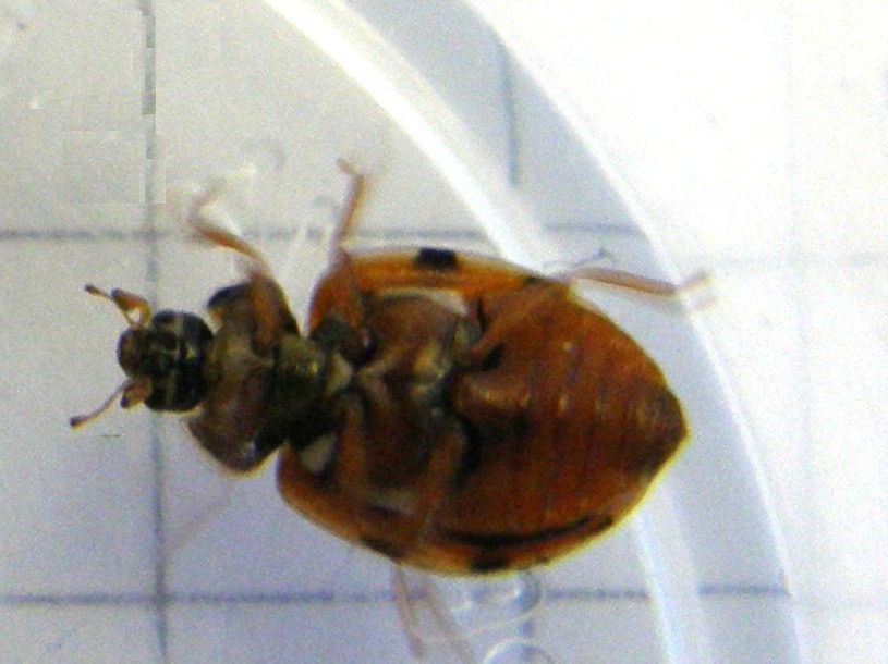 Harmonia quadripunctata