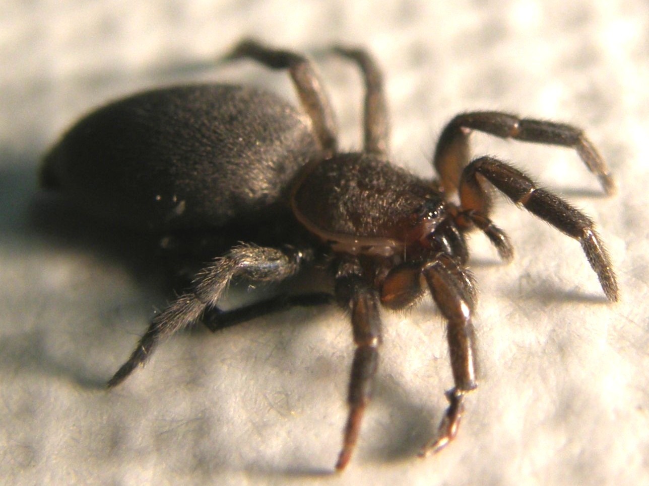 Sotto una corteccia: Scotophaeus sp. - Melegnano (MI)