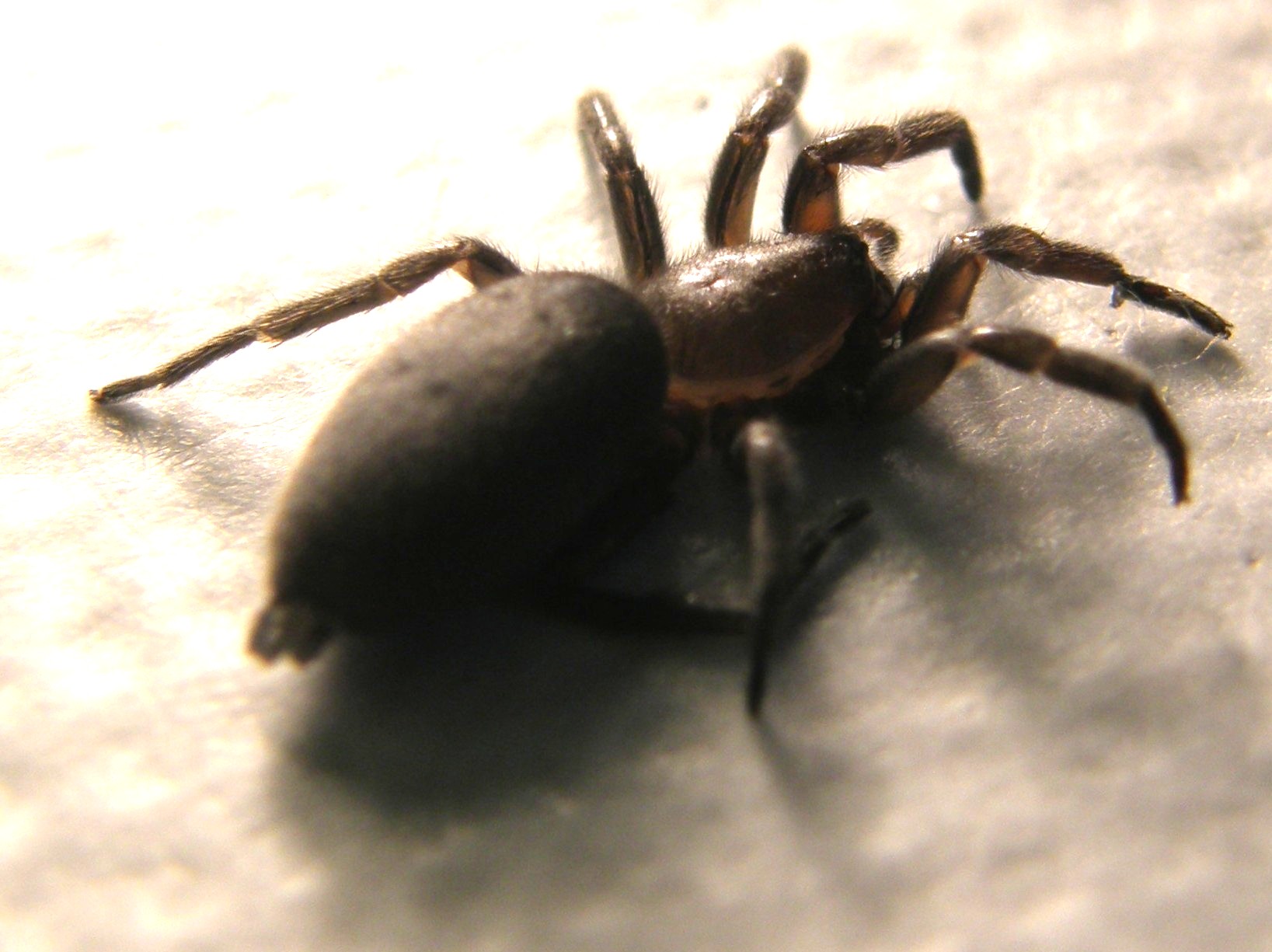 Sotto una corteccia: Scotophaeus sp. - Melegnano (MI)