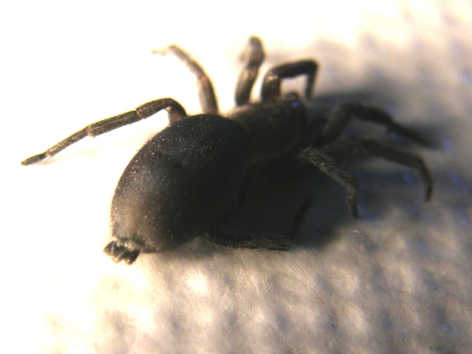 Sotto una corteccia: Scotophaeus sp. - Melegnano (MI)