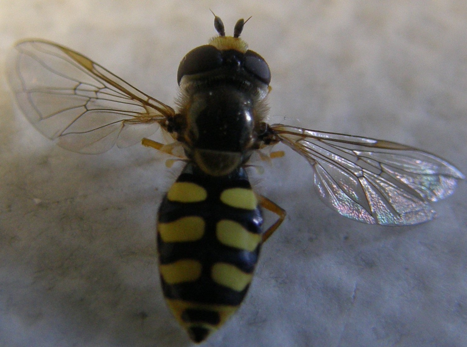 Syrphidae: Eupeodes corollae