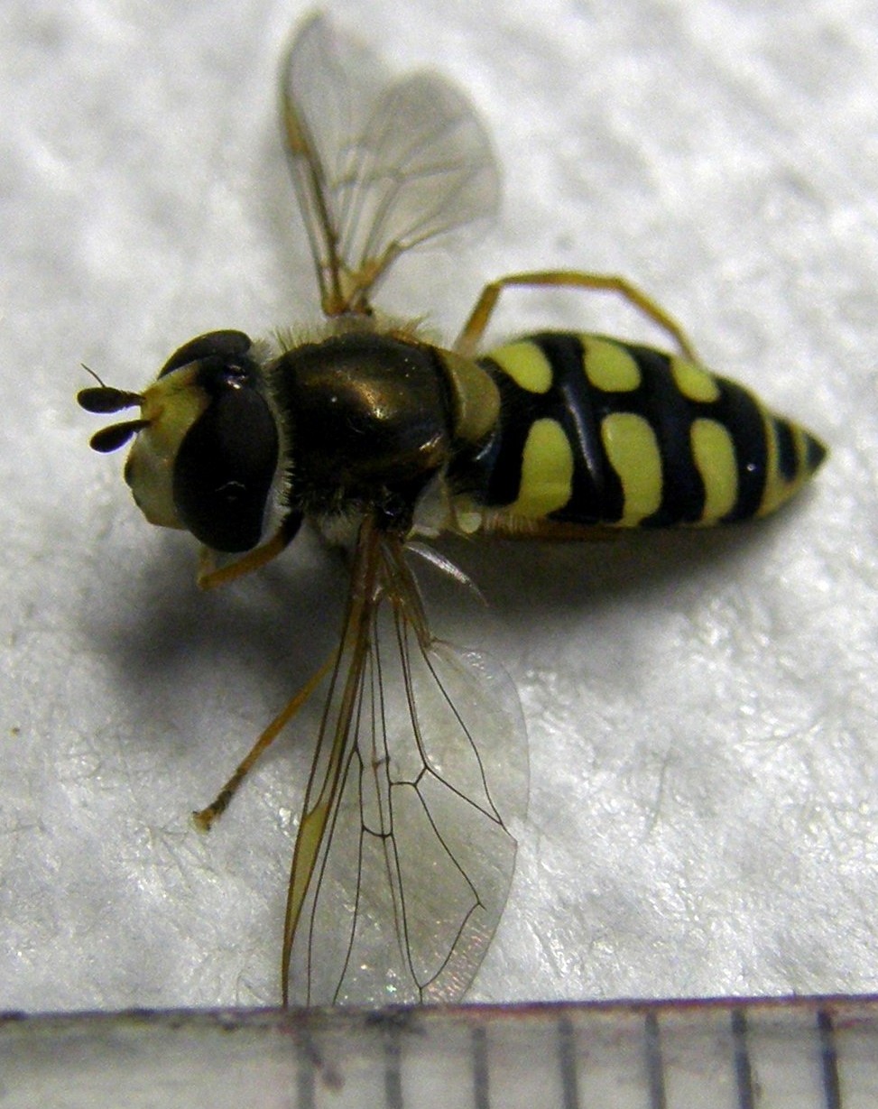 Syrphidae: Eupeodes corollae