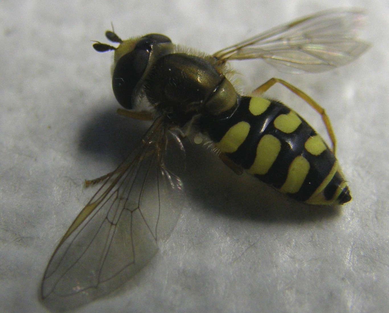 Syrphidae: Eupeodes corollae